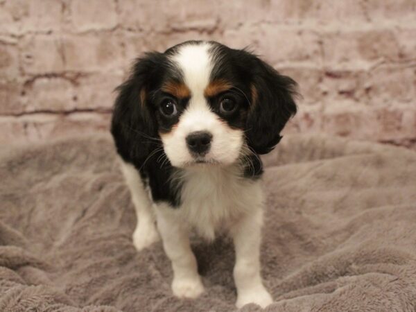 Cavalier King Charles Spaniel-DOG-Male-Tri-Colored-1873-PetCenter Old Bridge, New Jersey