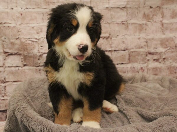 Bernese Mountain Dog- Available 2/16-DOG-Female-Tri-Colored-1875-PetCenter Old Bridge, New Jersey