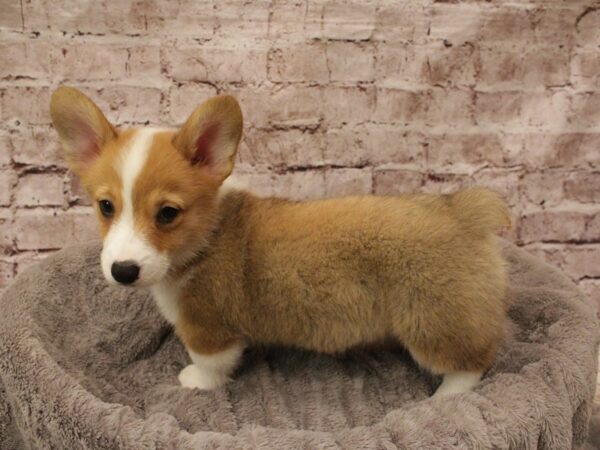 Pembroke Welsh Corgi- Available 2/16-DOG-Male-Red / White-1877-PetCenter Old Bridge, New Jersey