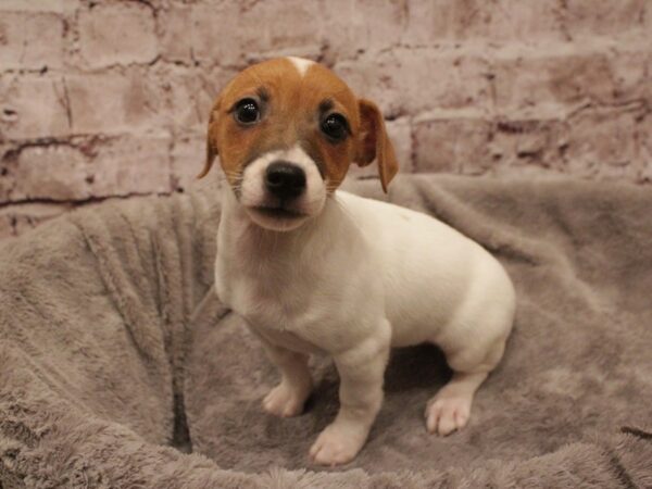 Jack Russell Terrier- Available 2/16-DOG-Female-Tan / White-1874-PetCenter Old Bridge, New Jersey