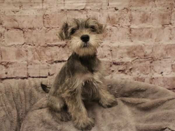 Miniature Schnauzer- Available 2/16-DOG-Male-Salt / Pepper-1876-PetCenter Old Bridge, New Jersey