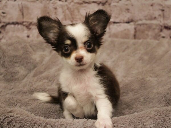 Chihuahua-DOG-Male-Chocolate / White-1883-PetCenter Old Bridge, New Jersey