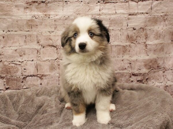 Toy Australian Shepherd-DOG-Male-Blue Merle-1882-PetCenter Old Bridge, New Jersey