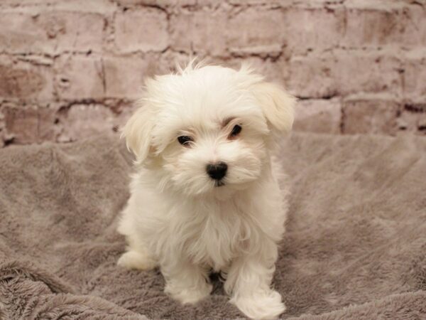 Maltese-DOG-Female-White-1881-PetCenter Old Bridge, New Jersey