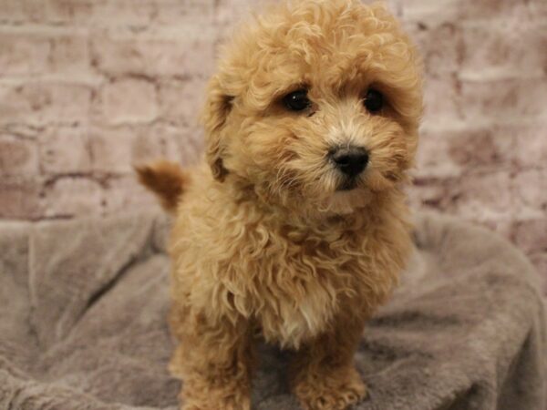 Bichonpoo-DOG-Female-Apricot-1880-PetCenter Old Bridge, New Jersey