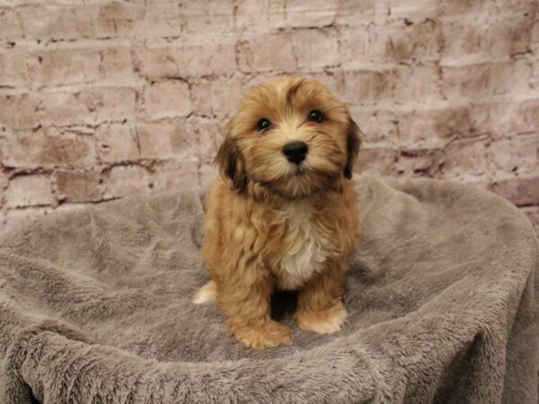 Havapoo-DOG-Male-Brown-1878-PetCenter Old Bridge, New Jersey
