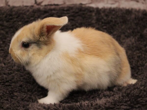 Mini Lop-RABBIT---B-1884-PetCenter Old Bridge, New Jersey