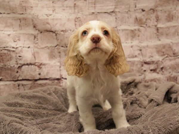 Cocker Spaniel- Available 3/1-DOG-Male-Buff / White-1898-PetCenter Old Bridge, New Jersey