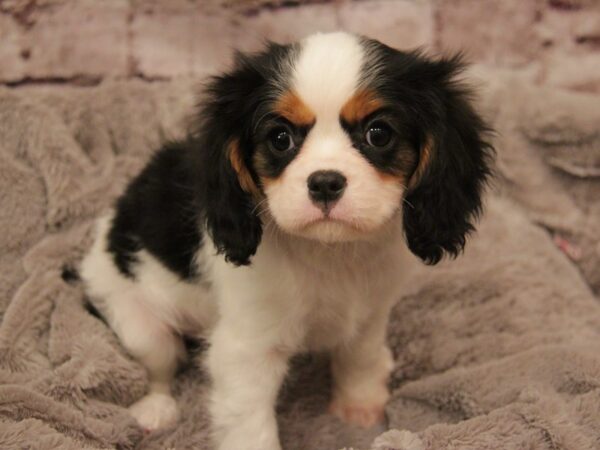 Cavalier King Charles Spaniel- Available 3/1-DOG-Male-Tri-Colored-1897-PetCenter Old Bridge, New Jersey