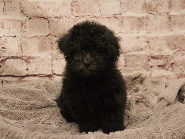 Bichon Poo- Available 3/1-DOG-Female-Black-1896-PetCenter Old Bridge, New Jersey