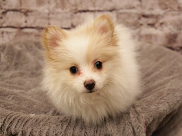 Pomeranian- Available 3/1-DOG-Female-White-1895-PetCenter Old Bridge, New Jersey