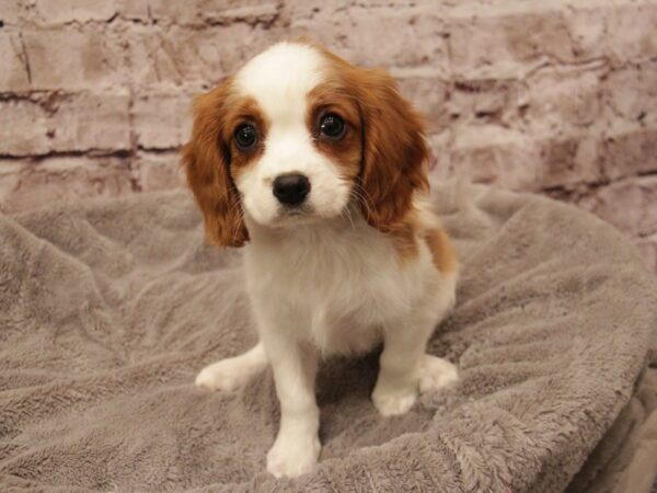 Cavalier King Charles Spaniel- Available 3/1-DOG-Female-Blenheim-1894-PetCenter Old Bridge, New Jersey