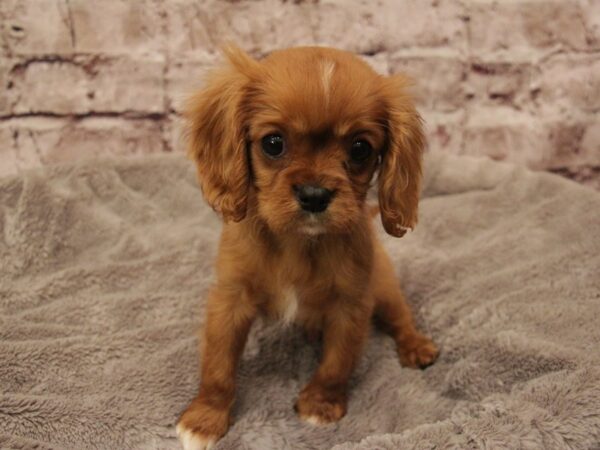 Cavalier King Charles Spaniel- Available 3/1-DOG-Male-Ruby-1893-PetCenter Old Bridge, New Jersey