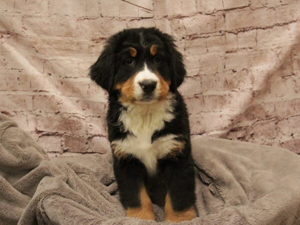 Bernese Mountain Dog- Available 3/1-DOG-Female-Tri-Colored-1892-PetCenter Old Bridge, New Jersey