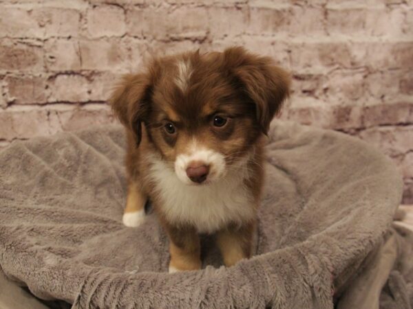 Miniature Australian Shepherd- Available 3/1-DOG-Female-Red Merle / White-1891-PetCenter Old Bridge, New Jersey