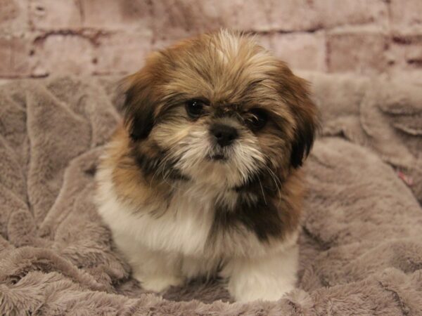 Shih Tzu- Available 3/1-DOG-Male-Gold-1889-PetCenter Old Bridge, New Jersey