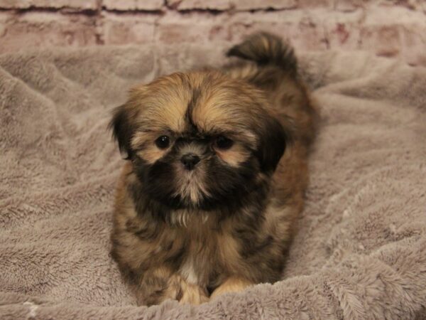 Shih Tzu- Available 3/1-DOG-Female-Gold-1888-PetCenter Old Bridge, New Jersey