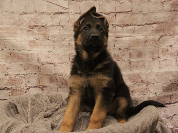 German Shepherd- Available 3/1-DOG-Male-Black / Red-1887-PetCenter Old Bridge, New Jersey