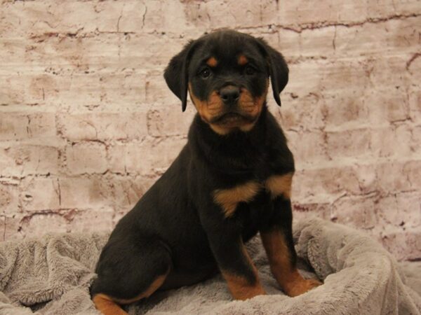 Rottweiler- Available 3/1-DOG-Female-Black / Tan-1885-PetCenter Old Bridge, New Jersey