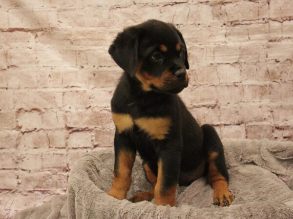 Rottweiler- Available 3/1-DOG-Female-Black / Tan-1886-PetCenter Old Bridge, New Jersey
