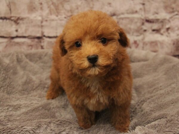 Poodle- Available 3/1-DOG-Male-Red-1884-PetCenter Old Bridge, New Jersey