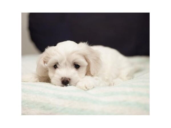 Coton De Tulear-DOG-Female-White-1900-PetCenter Old Bridge, New Jersey