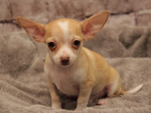 Chihuahua-DOG-Female-Fawn / White-1910-PetCenter Old Bridge, New Jersey