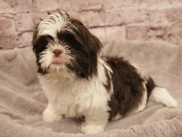 Shih Tzu-DOG-Male-Liver / White-1909-PetCenter Old Bridge, New Jersey