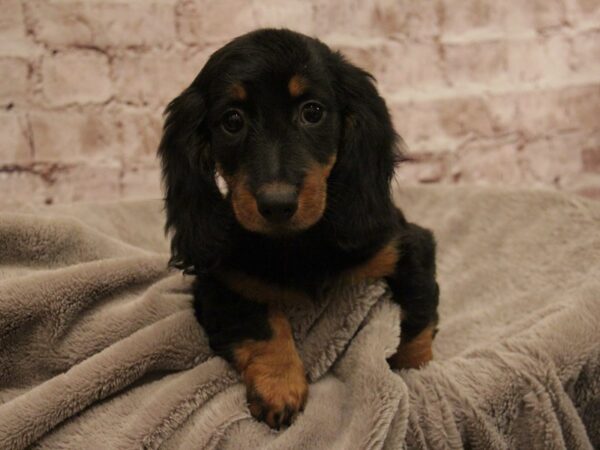 Dachshund-DOG-Female-Black / Tan-1906-PetCenter Old Bridge, New Jersey