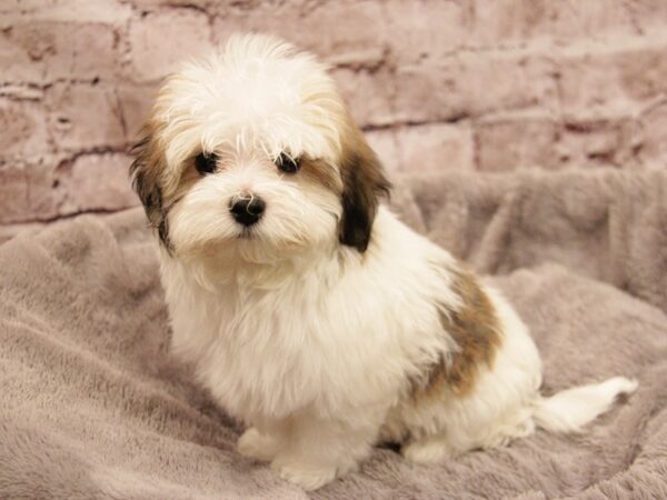 Havanese-DOG-Male-Sable / White-1907-PetCenter Old Bridge, New Jersey