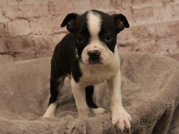 Boston Terrier-DOG-Female-Black / White-1905-PetCenter Old Bridge, New Jersey