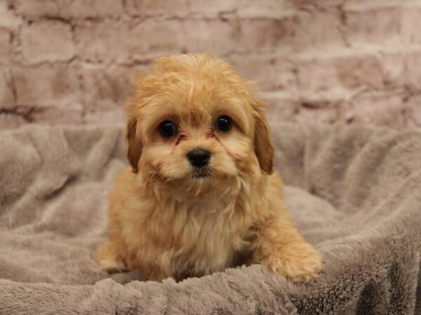 Cavachon-DOG-Male-Apricot-1904-PetCenter Old Bridge, New Jersey