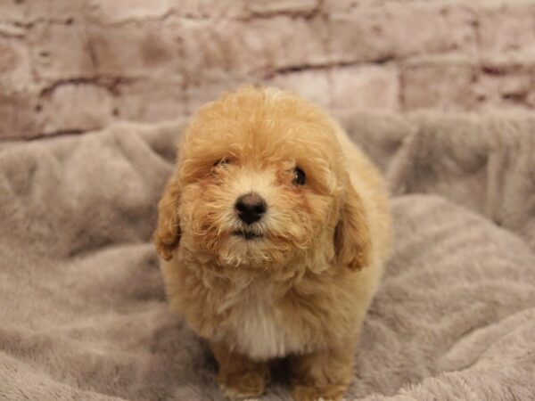 Poodle-DOG-Male-Tan-1902-PetCenter Old Bridge, New Jersey