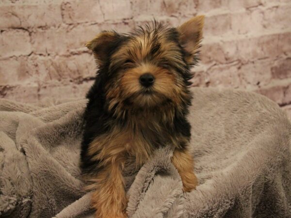Yorkshire Terrier-DOG-Male-Black / Tan-1899-PetCenter Old Bridge, New Jersey