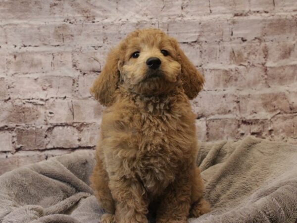 Mini Goldendoodle- Available 3/8-DOG-Male-Golden-1912-PetCenter Old Bridge, New Jersey