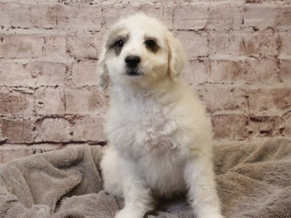 Mini Bernedoodle- Available 3/8-DOG-Female-White / Black-1913-PetCenter Old Bridge, New Jersey