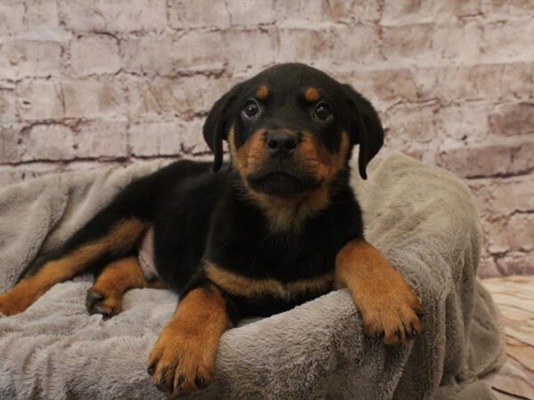 Rottweiler- Available 3/8-DOG-Male-Black / Tan-1915-PetCenter Old Bridge, New Jersey