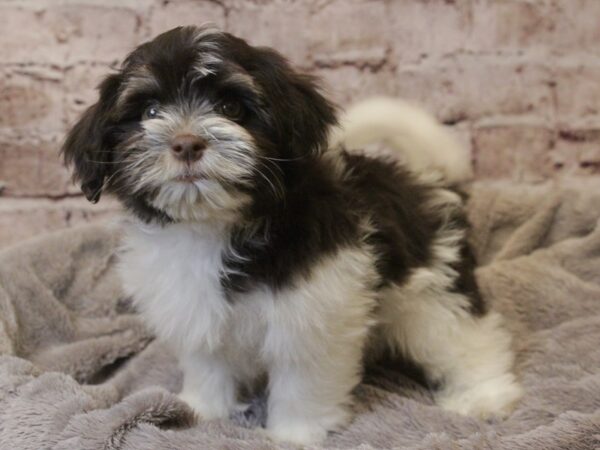 Havanese- Available 3/8-DOG-Male-Chocolate-1919-PetCenter Old Bridge, New Jersey