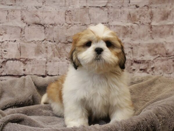 Lhasa Apso- Available 3/8-DOG-Male-Brown / White-1920-PetCenter Old Bridge, New Jersey