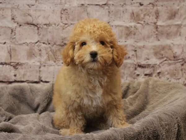 Poodle- Available 3/8-DOG-Female-Apricot-1921-PetCenter Old Bridge, New Jersey