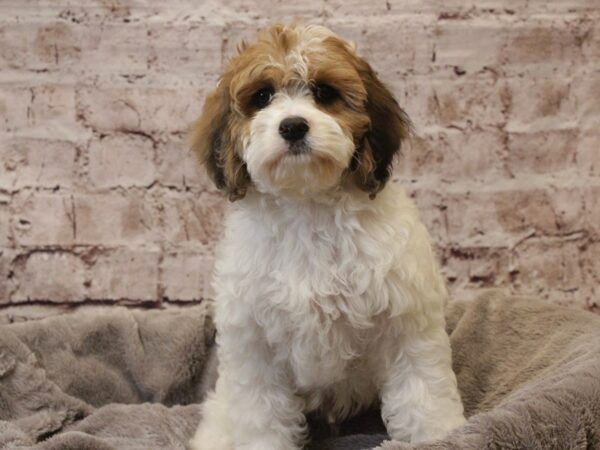 Cockapoo- Available 3/8-DOG-Male-Tri-Colored-1922-PetCenter Old Bridge, New Jersey
