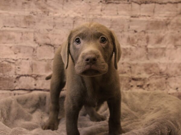 Labrador Retriever- Available 3/8-DOG-Male-Silver-1918-PetCenter Old Bridge, New Jersey