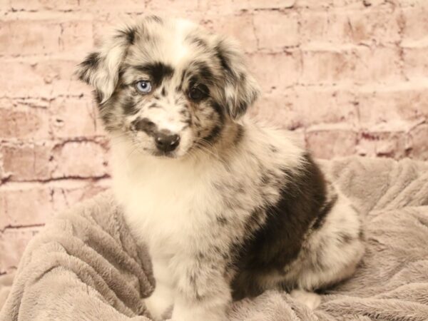 Miniature American Shepherd- Available 3/8-DOG-Female-Blue Merle-1934-PetCenter Old Bridge, New Jersey