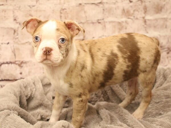 Boston Terrier- Available 3/8-DOG-Female-Red Merle-1933-PetCenter Old Bridge, New Jersey