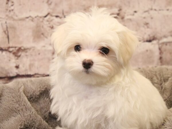 Maltese- Available 3/8-DOG-Male-White-1930-PetCenter Old Bridge, New Jersey