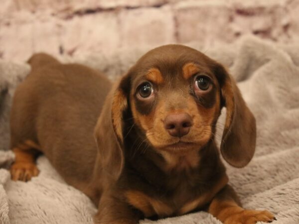 Dachshund- Available 3/8-DOG-Male-Chocolate / Tan-1926-PetCenter Old Bridge, New Jersey