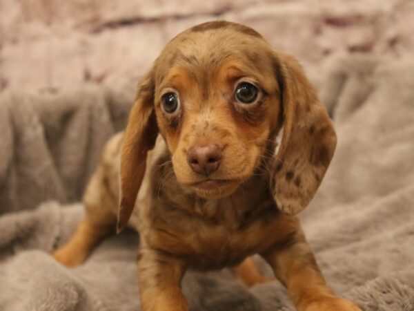 Dachshund- Available 3/8-DOG-Female-Blue / Tan-1925-PetCenter Old Bridge, New Jersey