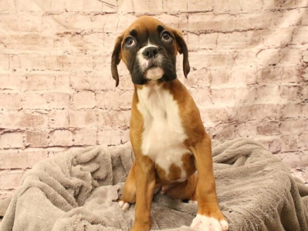 Boxer- Available 3/8-DOG-Female-Fawn-1924-PetCenter Old Bridge, New Jersey