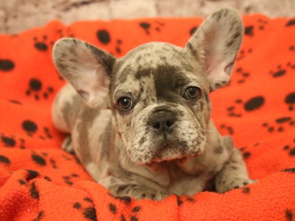 French Bulldog- Available 3/8-DOG-Male-Lilac Merle-1923-PetCenter Old Bridge, New Jersey