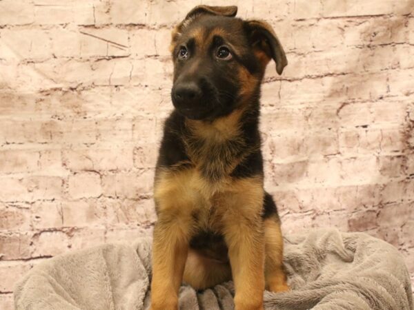 German Shepherd- Available 3/8-DOG-Female-Black / Red-1916-PetCenter Old Bridge, New Jersey